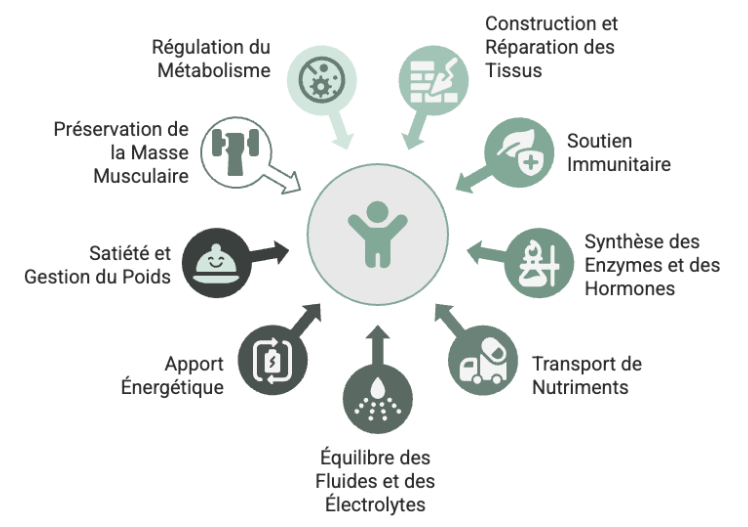Quelle est l'importance des protéines pour la santé
